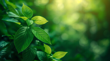 A leafy green tree with a bright sun shining on it