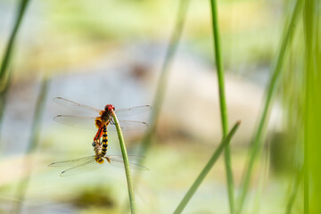 mating couple of dragonfly on plant