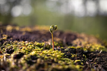 plant growing on moss