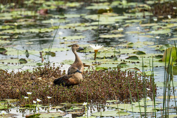 Lesser Whistling ducks in natural habitat