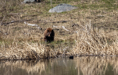 Black Bear in Spring in Yellowstone National Park Wyoming