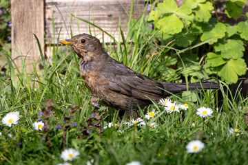 young blackbird in the grass