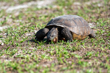 Gopher Tortoise Eating Grass in Flagler Beach, Florida