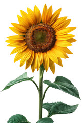 Bright Sunflower with Green Leaves on White Background