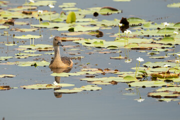 Lesser whistling duck floats along Peaceful Pond