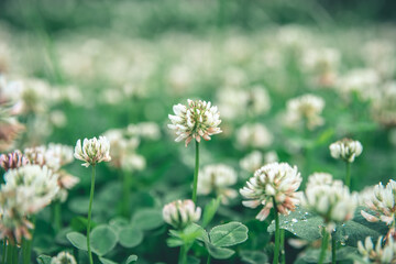natural natural background, close up a lot of creeping white clover on the field, with copy space
