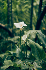 Selective focus on a white calla flower on a green unfocused leaf background. With space to copy....
