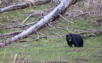 Black Bear in Spring in Yellowstone National Park Wyoming