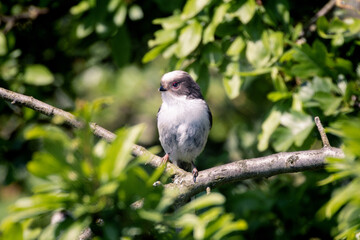long-tailed tit