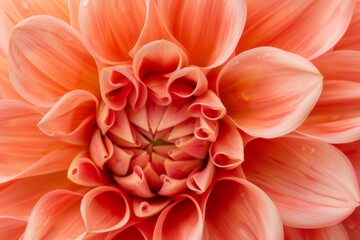 Close Up of Vibrant Orange Dahlia Flower Petal Patterns in Bloom