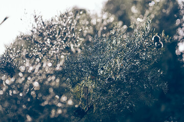 Selective focus of an evergreen coniferous cypress after rain against the background of the sky and blurred trees. Blurred background with space to copy. High quality photo