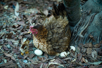 Domestic brown mother hen hatch eggs with her own small chick in nature.