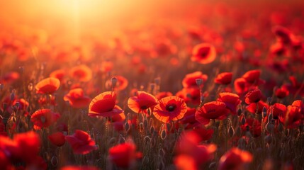 Obraz premium Field of red poppies