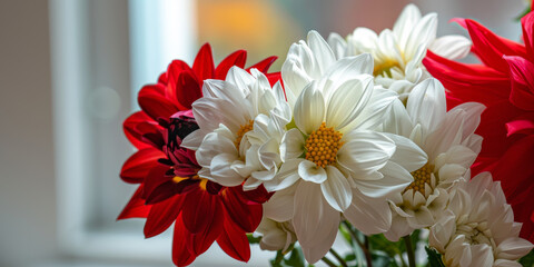 Vibrant Red and White Chrysanthemum Flowers in Bloom by a Window