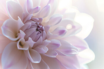 Soft Focus Close Up of a Pastel Pink and White Flower Petal Pattern in Bloom