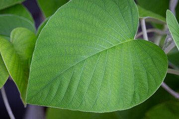The leaves of the elephant creeper (Argyreia nervosa)​ plant are heart-shaped. It is a creeping...