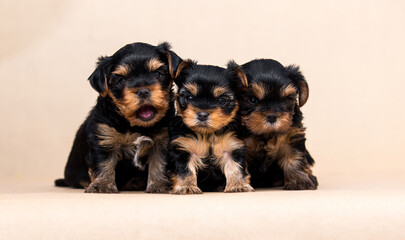 group of Yorkshire terrier puppies