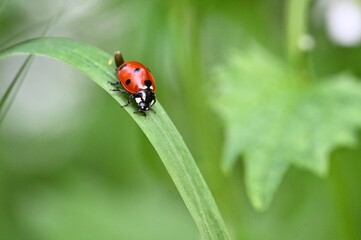 ladybug on a leaf