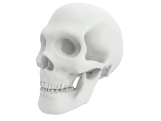 3d of human head skull white render
