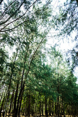 Branch of pine tree in forest with sunlight on sky background, leaf plant, beautiful pattern, ornamental plant, trees wallpaper, foliage green decoration, texture natural.Close up.Vertical.