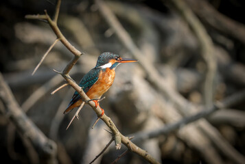Common kingfisher in sundarbans.this photo was taken from sundarbans mangrove forest,bangladesh.