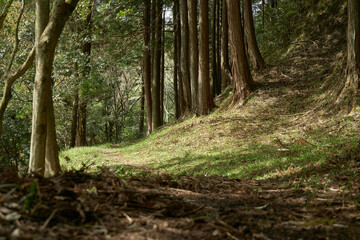 Obraz premium 雑木林の中をゆくハイキングコース 