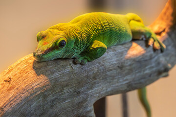 Madagascar Giant Day Gecko