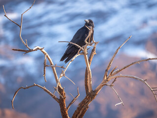 Perched Raven - Death Valley NP