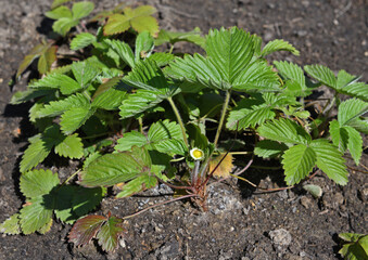 Garden strawberry (Fragaria ananassa)