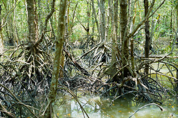 The branching of mangrove roots and the complete coastal ecosystem, Mangrove ecosystem in Krabi Province, Thailand.