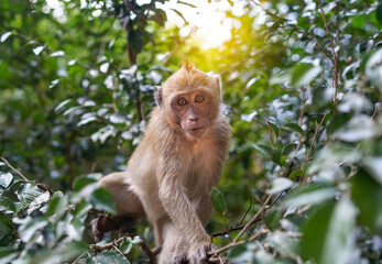 Lonely monkey sits on the tree in jungle and looking and looking straight to viewer with sunlight. Monkey  lives in the rainforest of Thailand, close up.