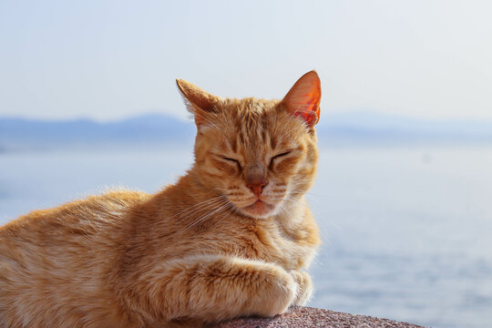 Primer plano de un gato naranja atigrado en la playa
