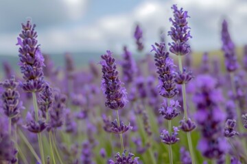 Obraz premium Beautiful and vibrant lavender field in bloom. A picturesque and idyllic view of blooming purple flowers in the serene countryside landscape