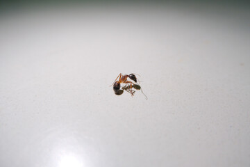 bug on a wall
