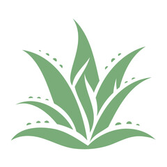 aloe vera isolated on white background