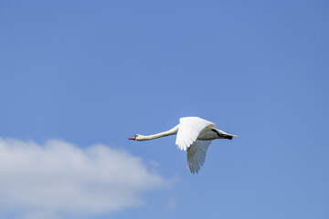 swan łabędź © tomcio