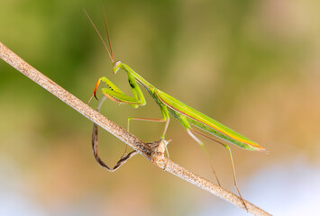 Praying Mantis walking on a stick