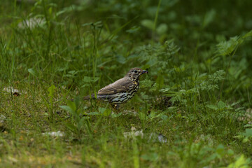 ptak, bird © tomcio