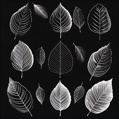 Graceful outlines of white leaves on a black background, neutral natural background, for print and design