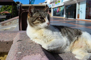 Gato atigrado relajado en el paseo marítimo