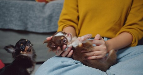 A woman is holding small puppies laying on her lap stroking with her hands and they seem to be...