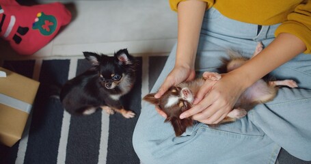 A woman is holding small puppies laying on her lap stroking with her hands and they seem to be...