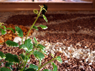 Green Plant with Variegated Leaves in Rock Garden