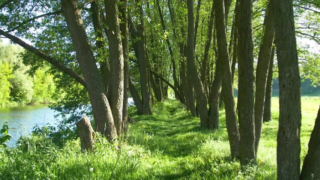 Beautiful summer nature near the river. Beautiful river in summer in the rays of the sun at sunset. Calm river flow. Reflection of the sky and trees in the water
