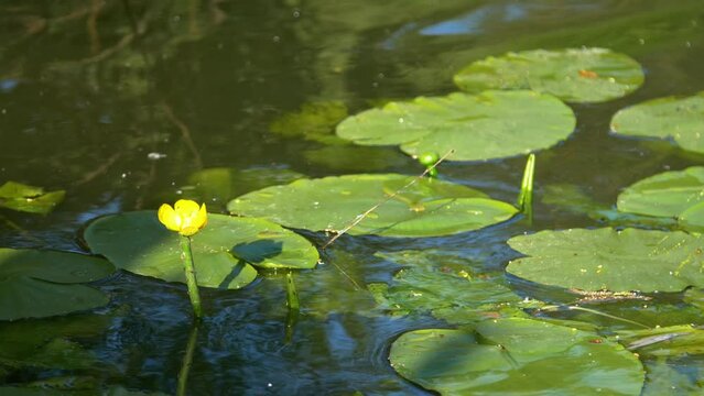 River yellow lilies. Water lilies in a pond. Lilies on the water. 