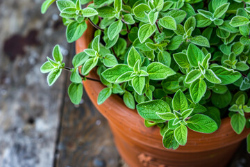 Oregano plant leaves wooden table