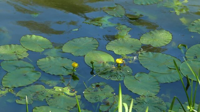River yellow lilies. Water lilies in a pond. Lilies on the water. 