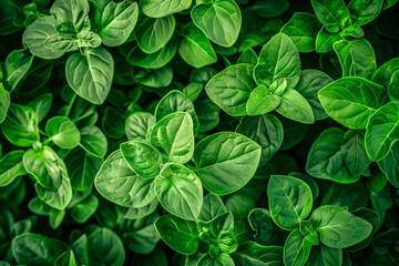 Close-up of green oregano plant leaves