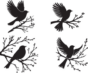  bird  silhouette white background  nature 