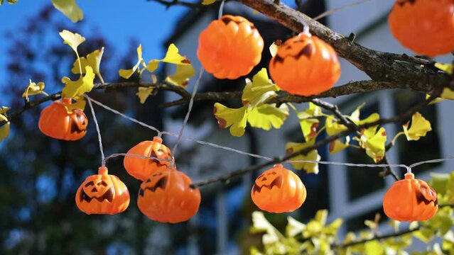 Orange coloured pumpkin shaped fairy lights moving by the wind in a family garden. Colourful decoration on a ginkgo tree against a house front. Celebrating halloween on a sunny autumn afternoon.